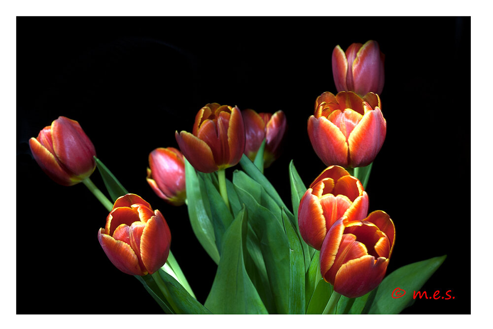 Tulips in color.jpg
