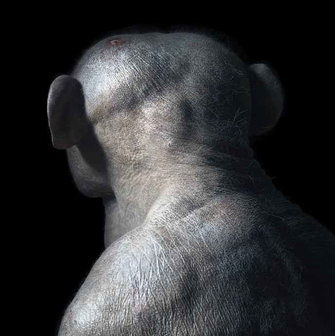 2.animal-portrait-tim-flach-01.jpg
