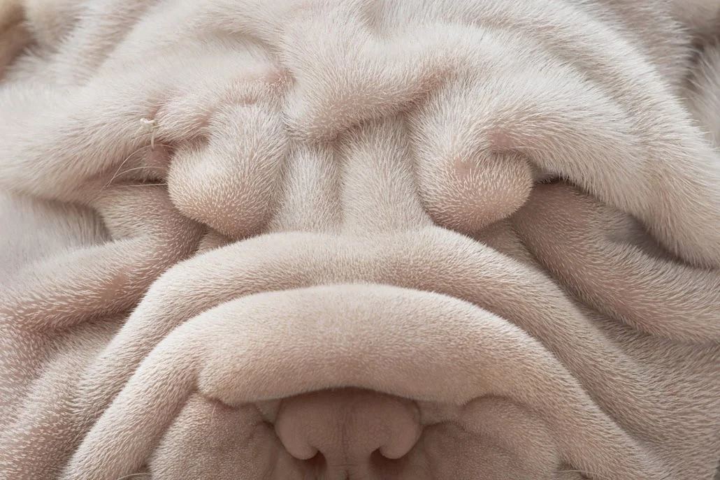 7.Tim Flach 15-755363.jpg