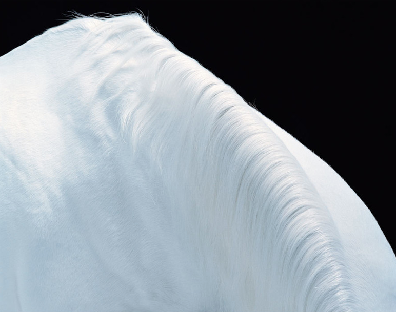 2.Tim Flach.png