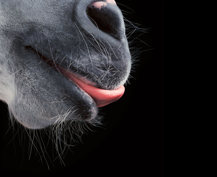 3.Tim Flach 2 horse.png