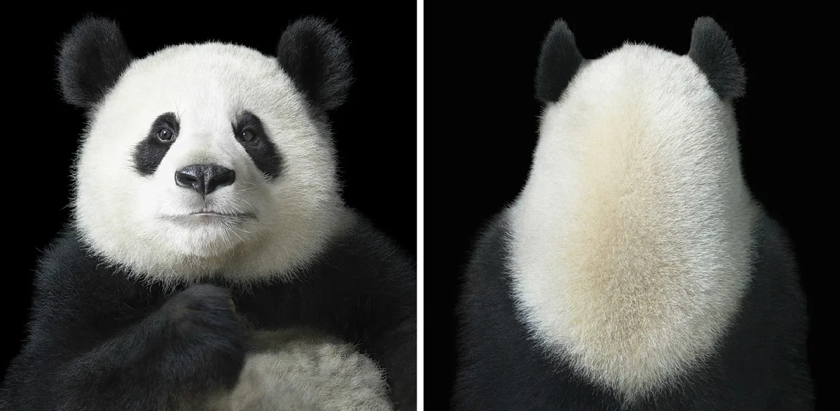 5. animal-portrait-tim-flach-19.jpg