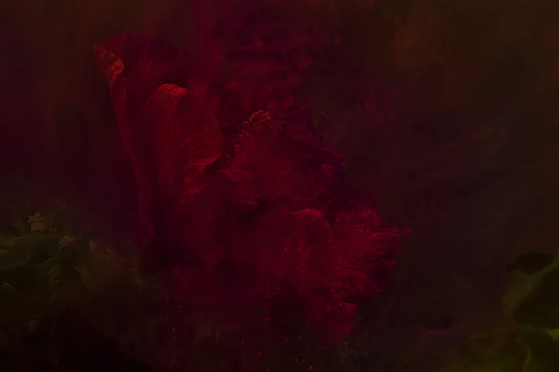 STAMEN_800_02_800.jpg