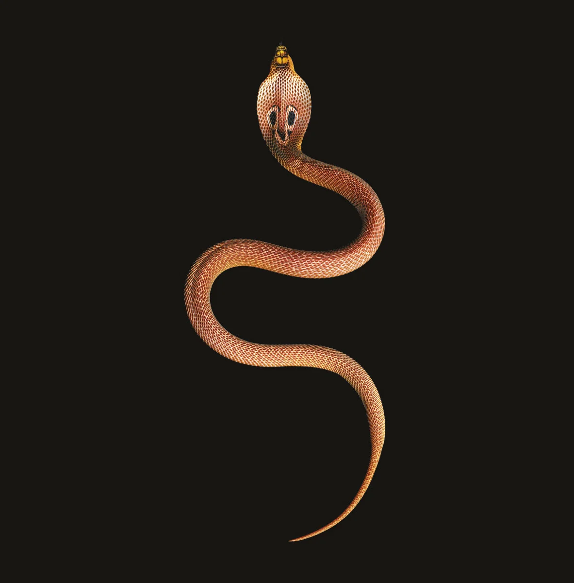 2b.-serpentine52l-1.jpg
