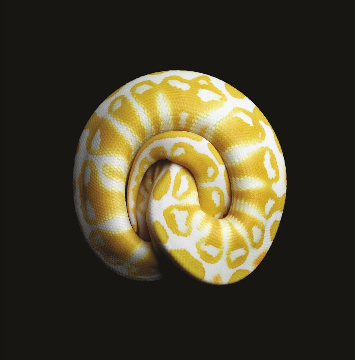4.serpentine22l.jpg