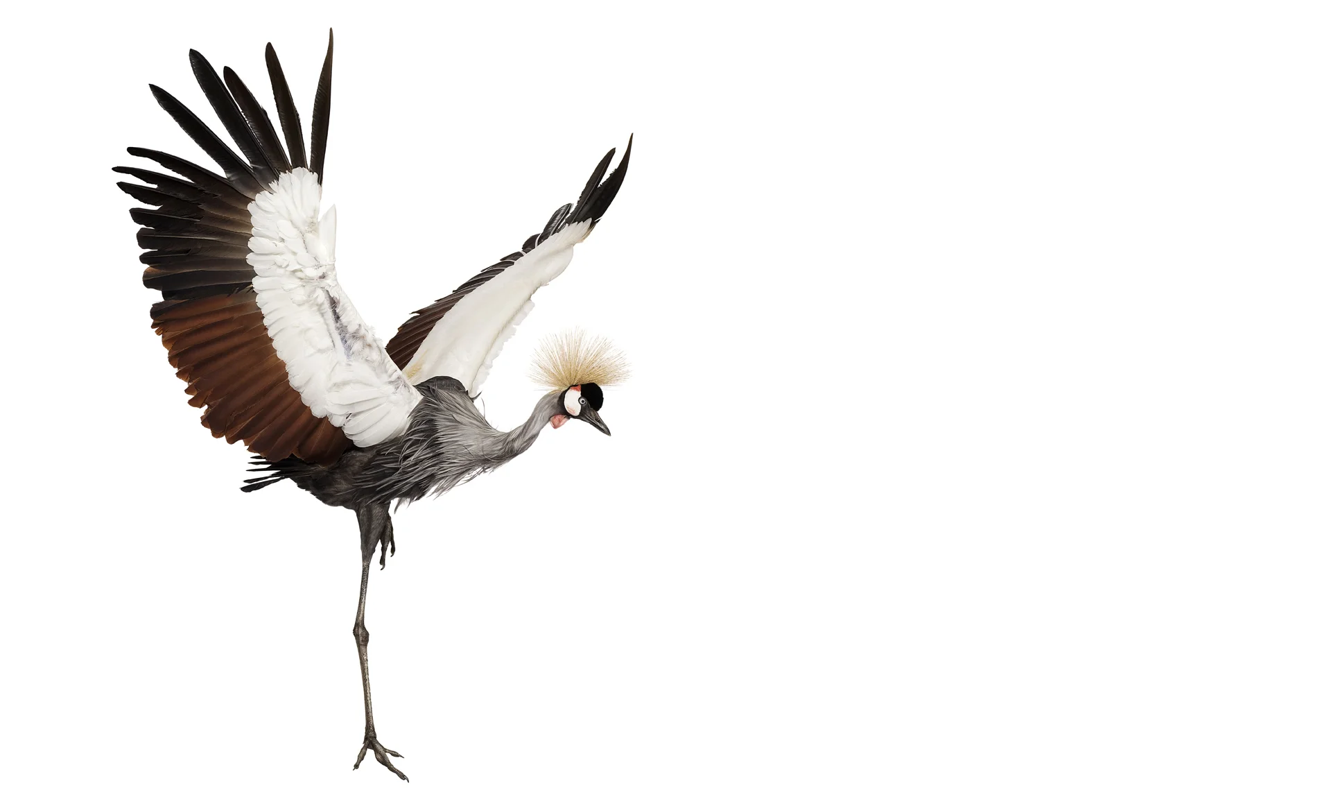3.090113BI_east_african_crowned_crane_00076.jpg