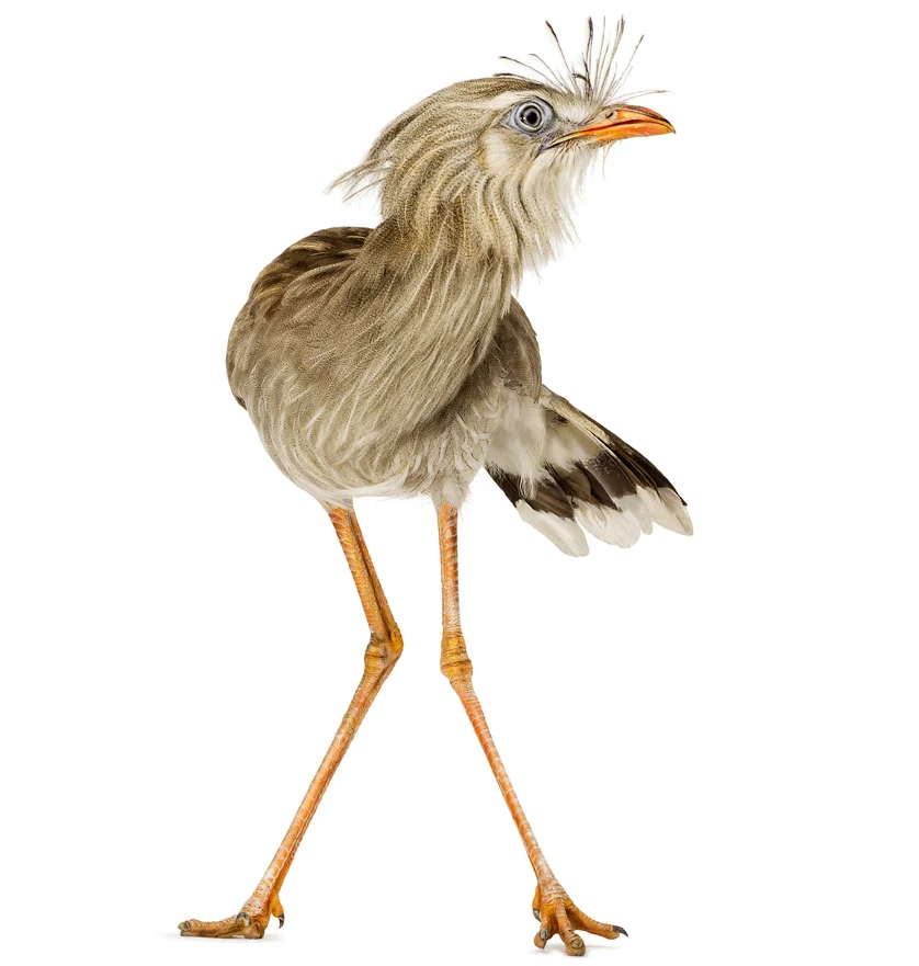 recrop-081908BI_red_legged_seriema_00012.jpg