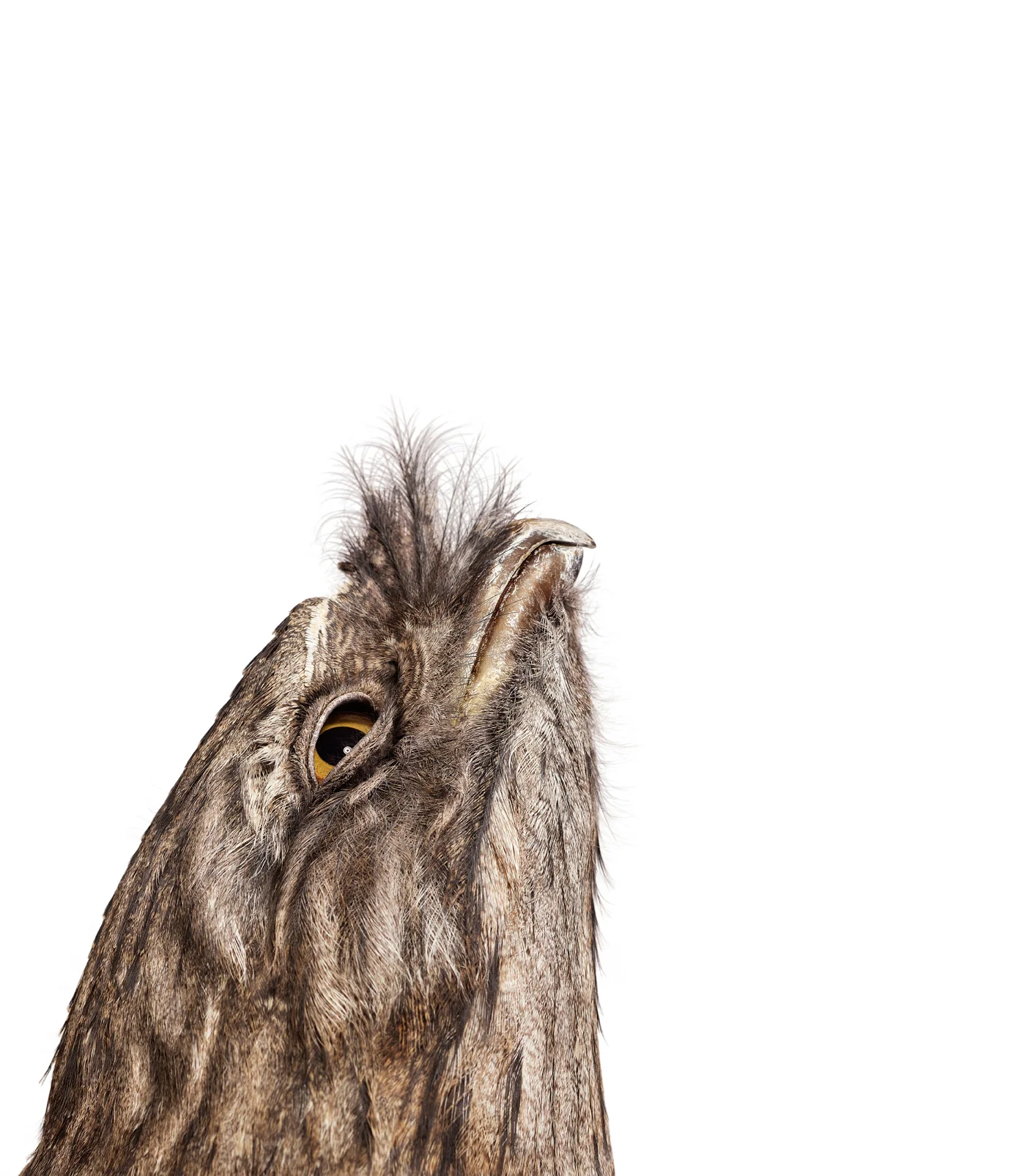 recrop-2-090113BI_tawny_frogmouth_00009.jpg