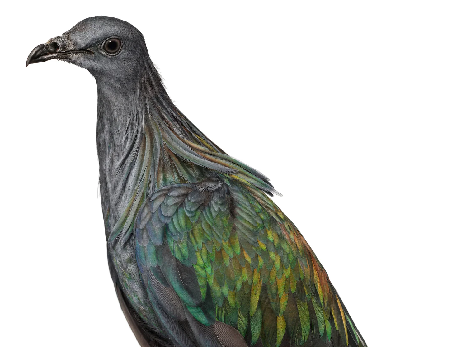 recrop-090113BI_common_nicobar_pigeon_00039.jpg