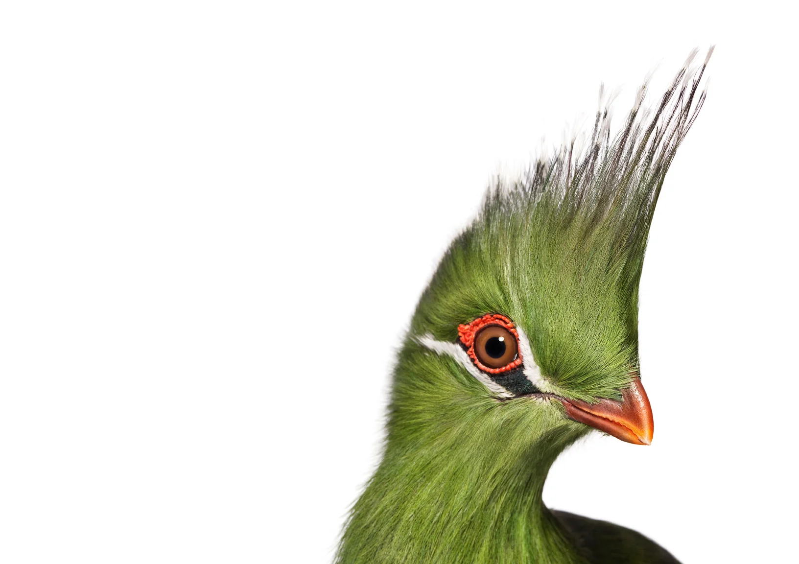 2.090113BI_livingstone_turaco_00038-recrop.jpg