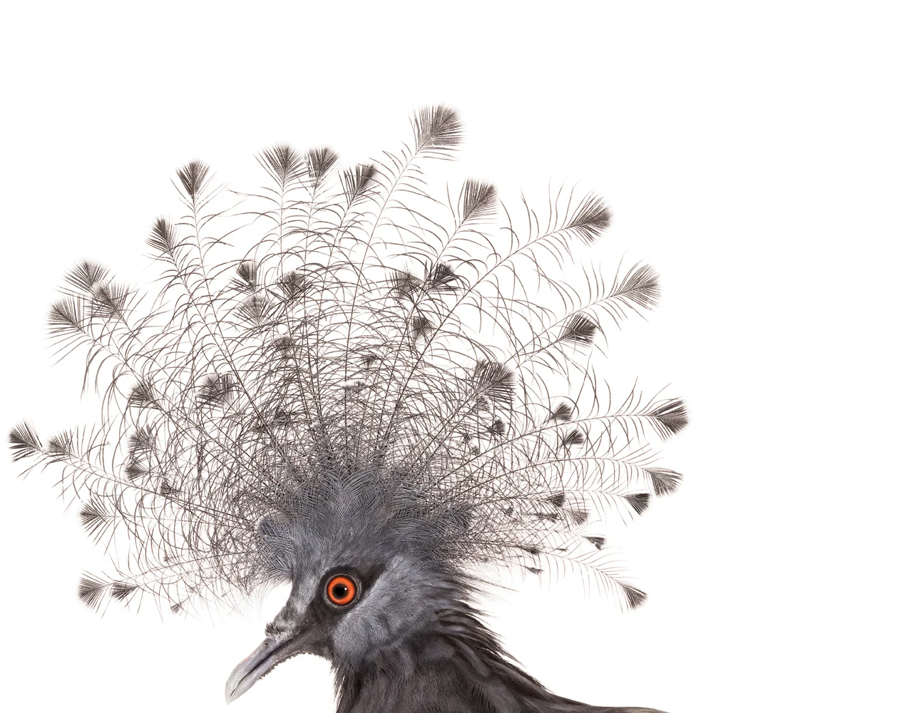 Grey-082008BI_Victoria-Crowned-Pigeon_00112-crop.jpg