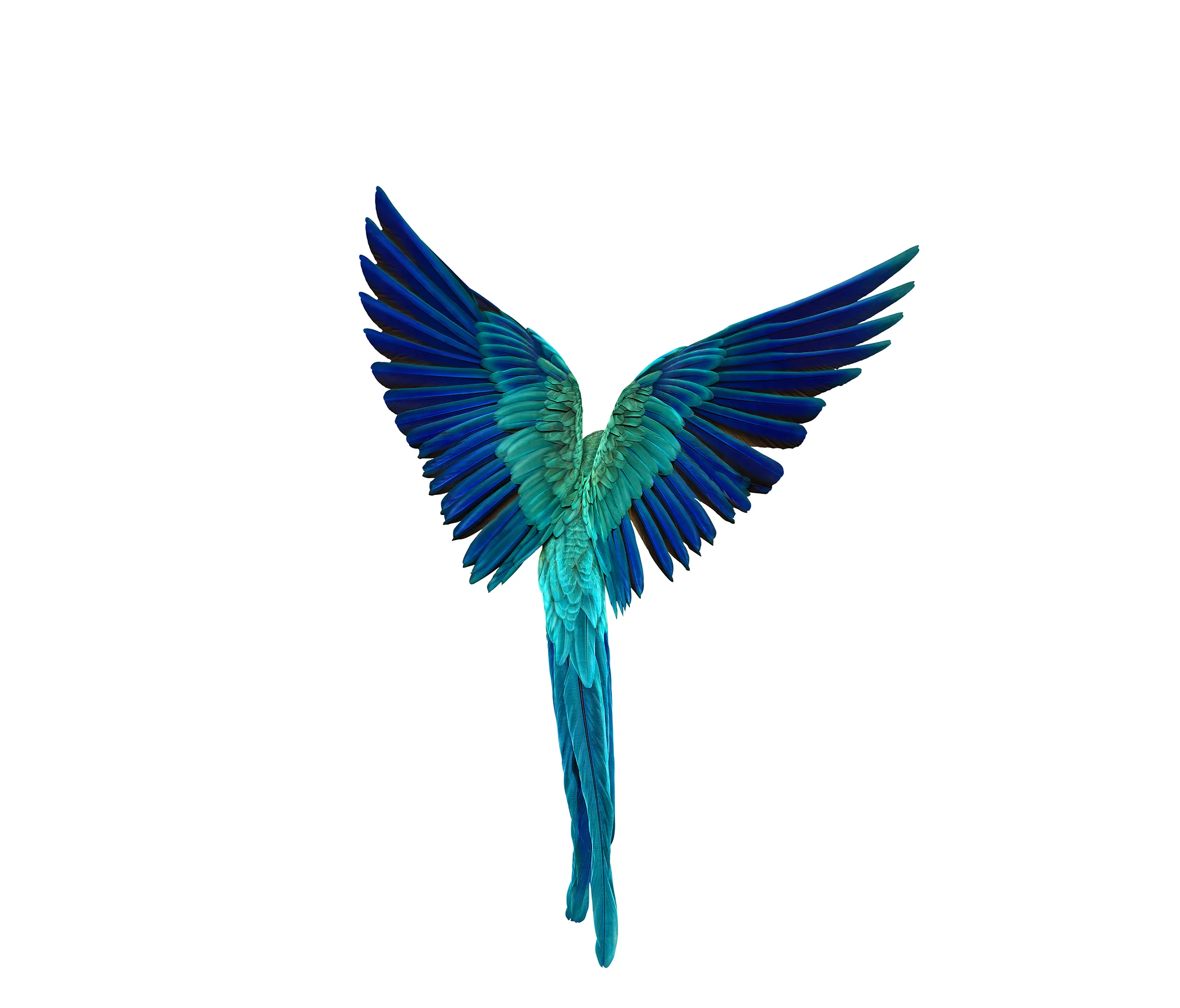 bird_044_v6.jpg