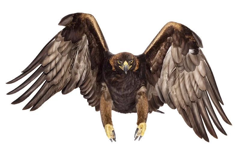 z_090113BI_golden_eagle_00069-crop_2.jpg