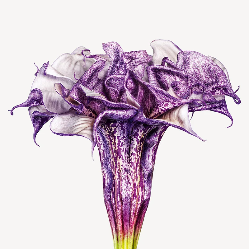 2.-110422FL_Datura_metel_Hybrid_0006-SZ_800.jpg