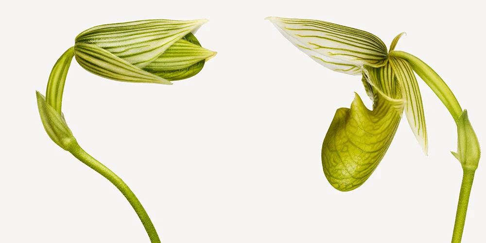 10.-110317FL_paphiopedilum_memoria_nicholas_hamann_-027-SZ.jpg