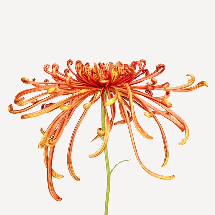 z_111107FL_studio_flower_034-SZ700.jpg