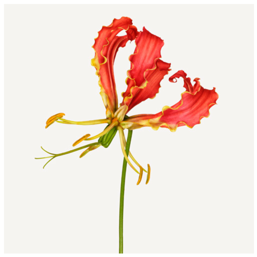 Andrew Zuckerman: Flower