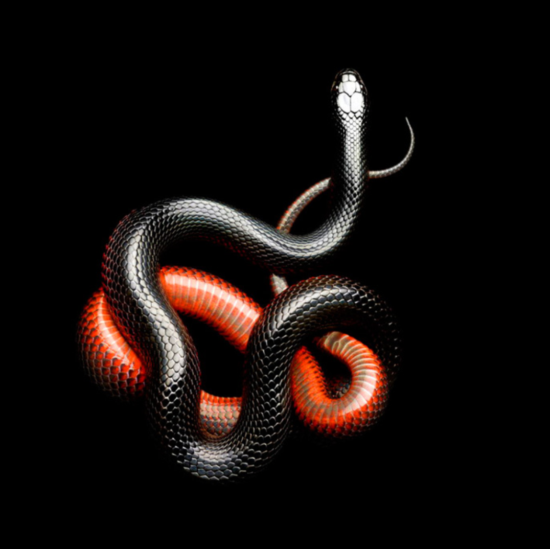 Laita: Serpentine