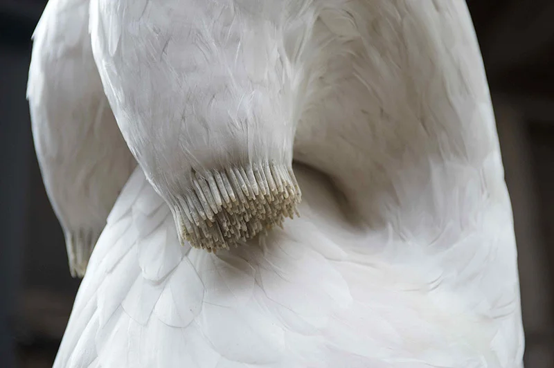 7. white boobs 003-4.jpg