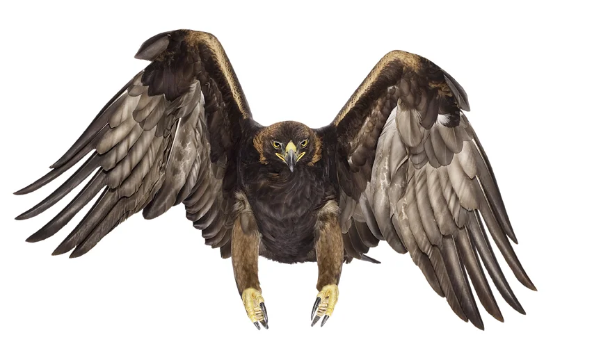 z_090113BI_golden_eagle_00069-crop_2.jpg