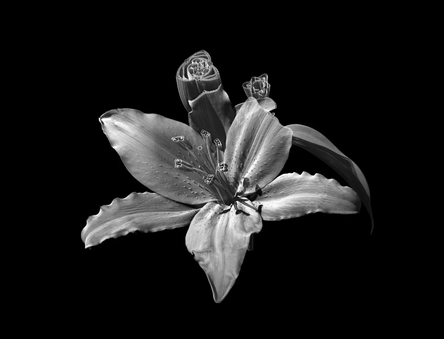 Medicinal Plants: The plants included in the project all bear medicinal properties. CT Scanning was adopted as a unique way of representing the flora to emphasise their clinical usage rather than their aesthetic beauty. The plants were digitally sectioned across defined planes revealing their anatomical form.