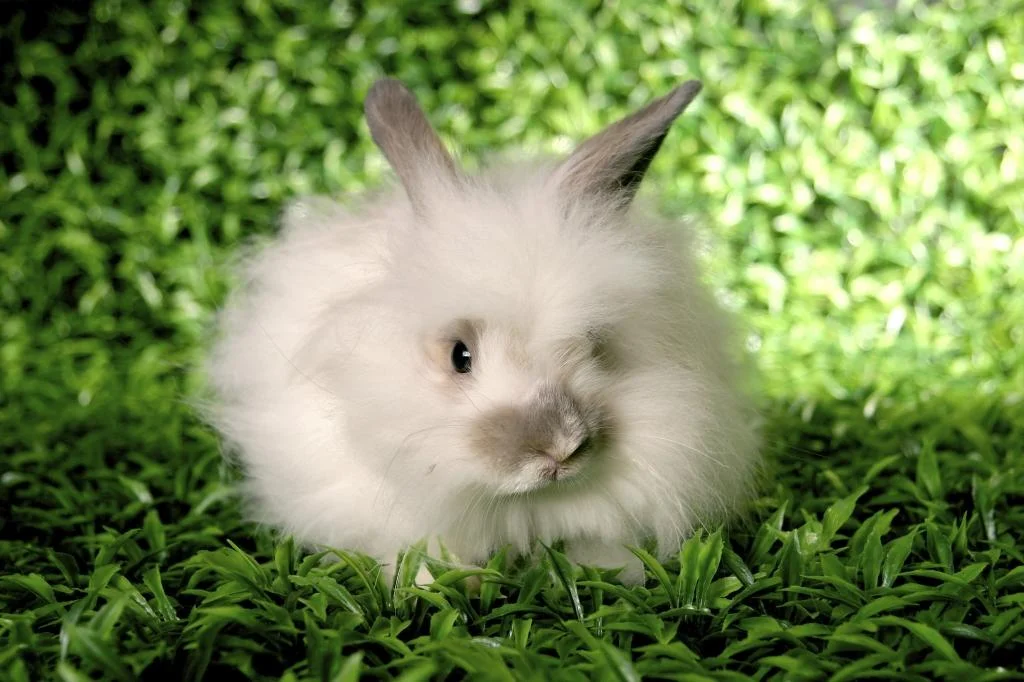 sacrifice-bunny.jpg
