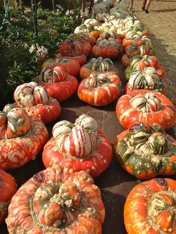 GMO pumpkins