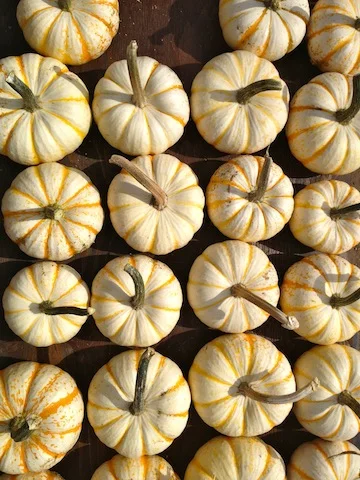 Tiger pumpkins