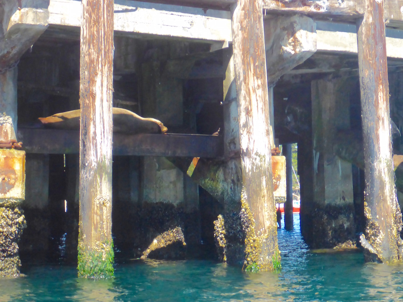 he got there during high tide and will stay there all day