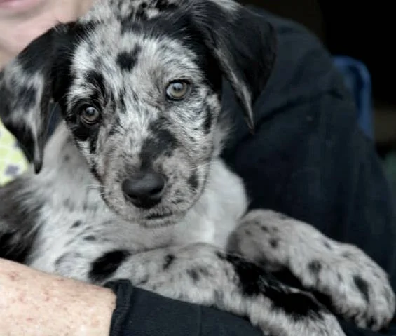 The Artsy Equine: 30 Dogs in 30 Days