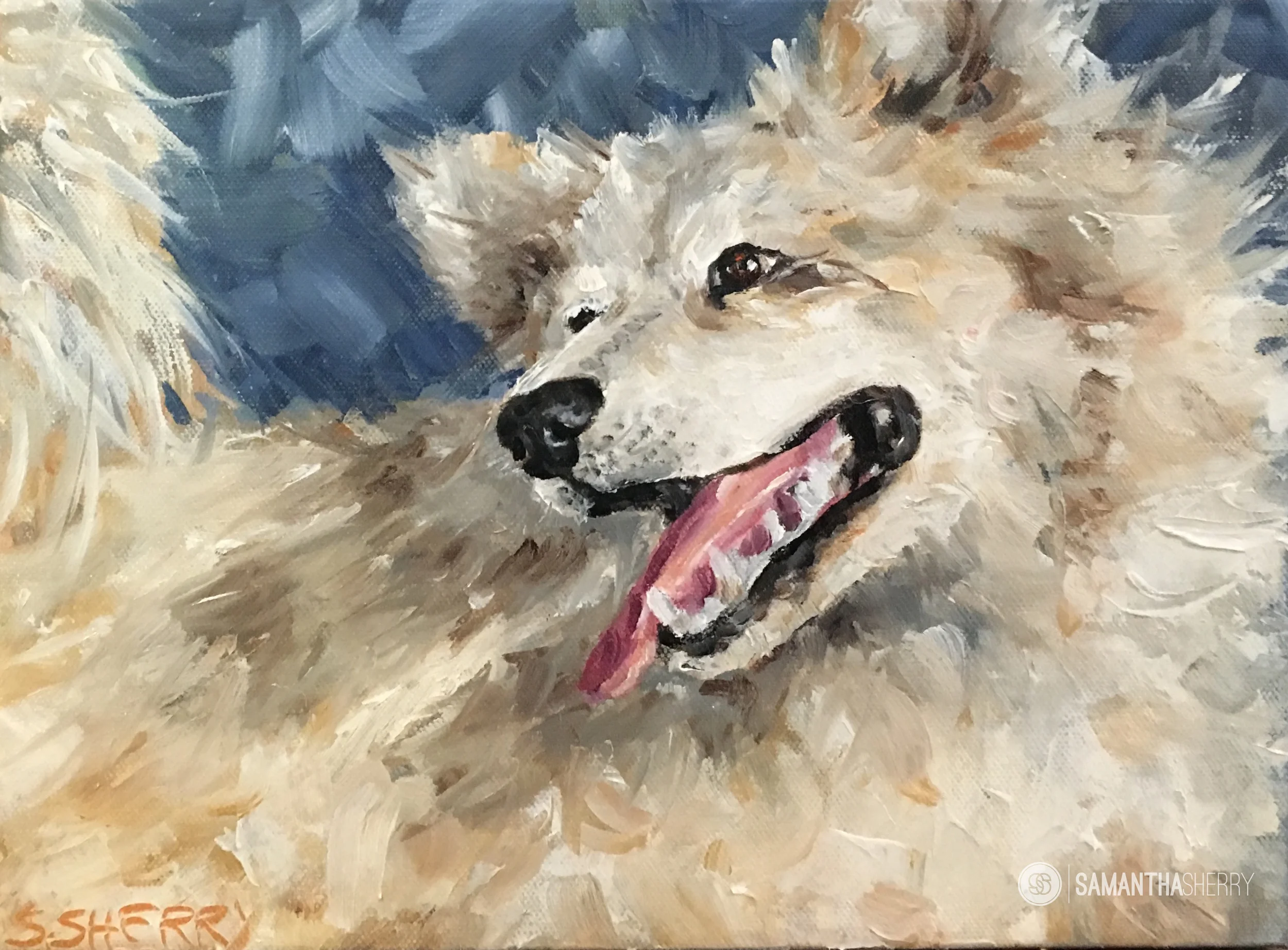 Day 1: Fluffy Dog Friday