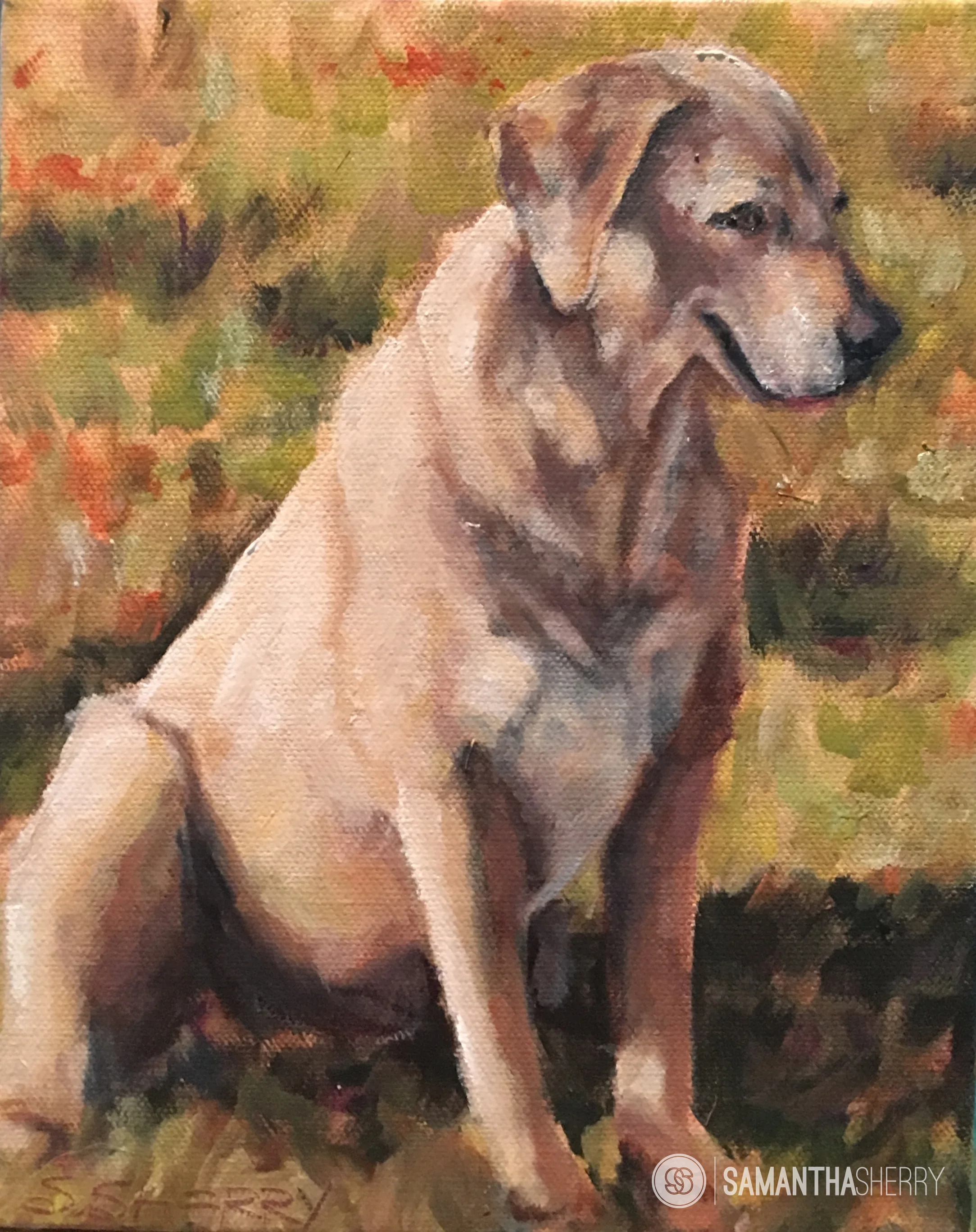 Day 16: Gumbo (aka Cassie)