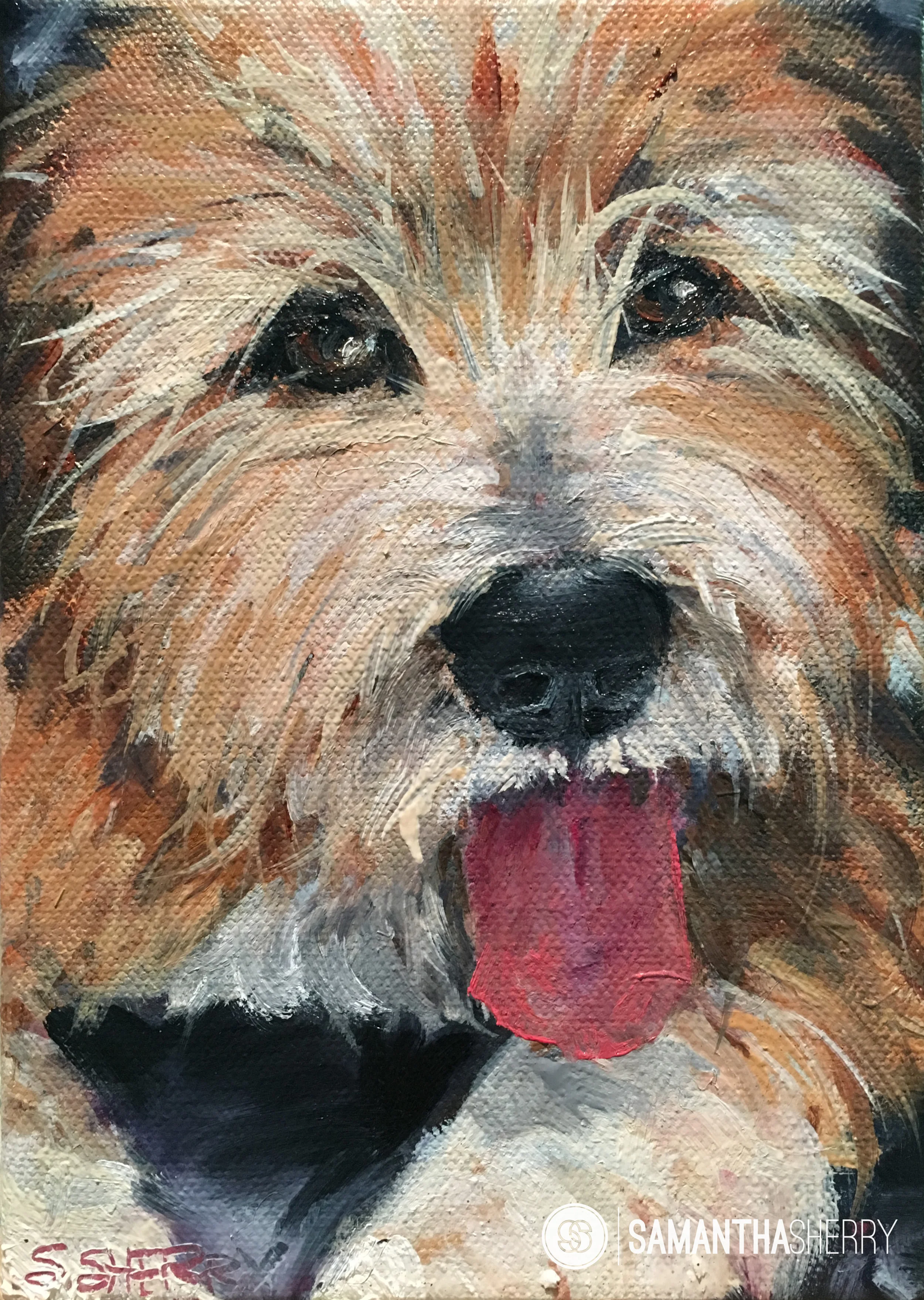 Day 27: The Royal Puppy now known as Oakley