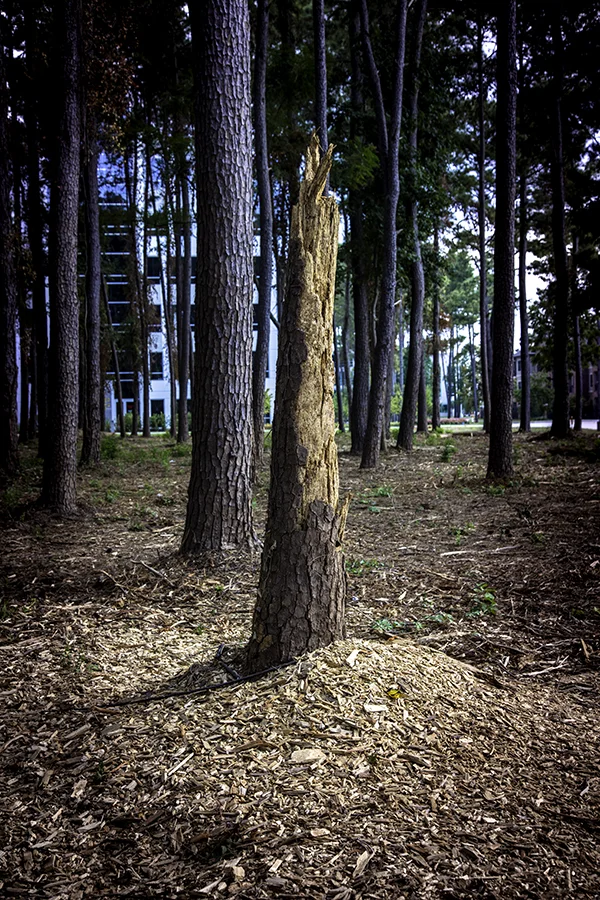 Tree2.jpg