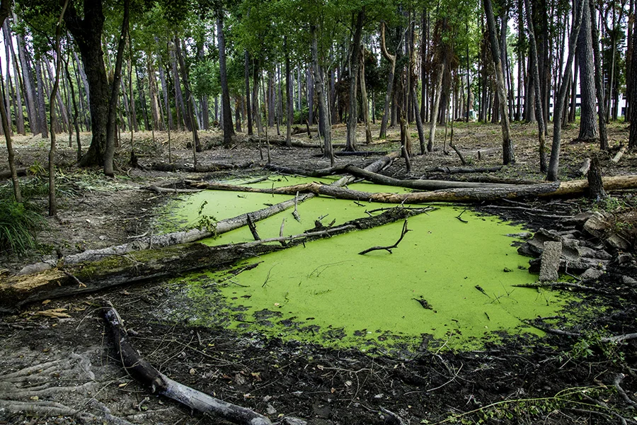 Cultural eutrophication2.jpg