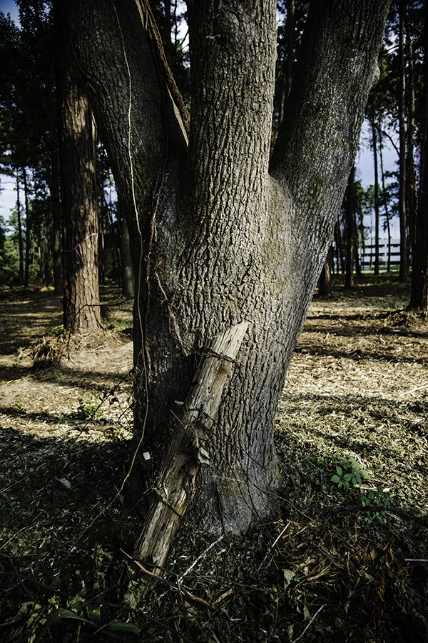 tree.jpg
