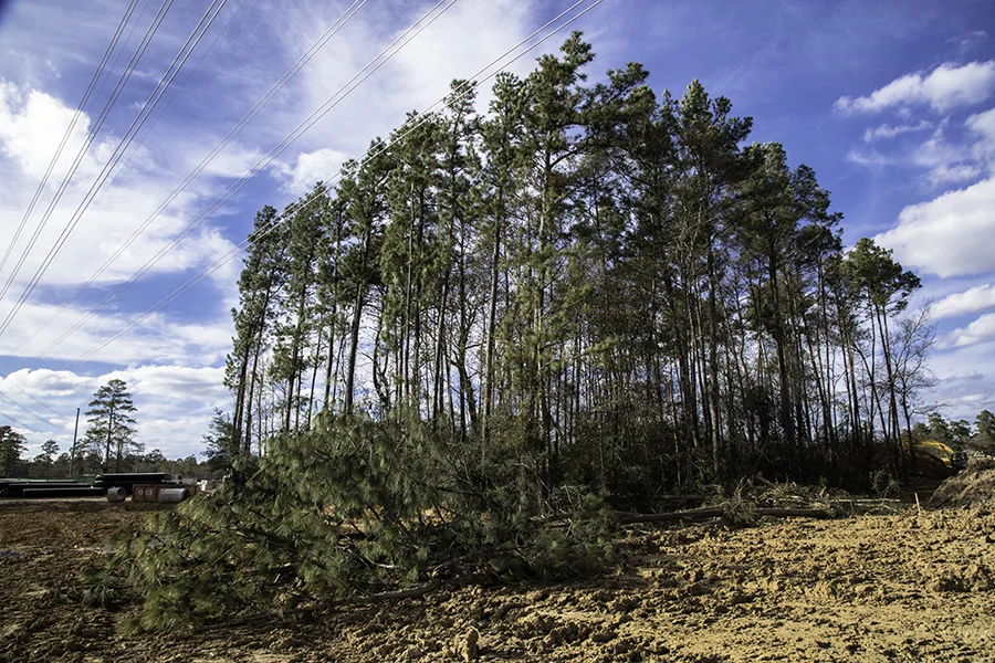 trees.jpg