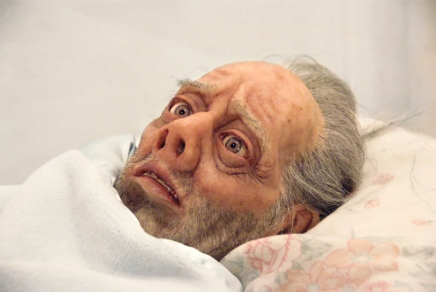 wildlife submisson 1.jpg