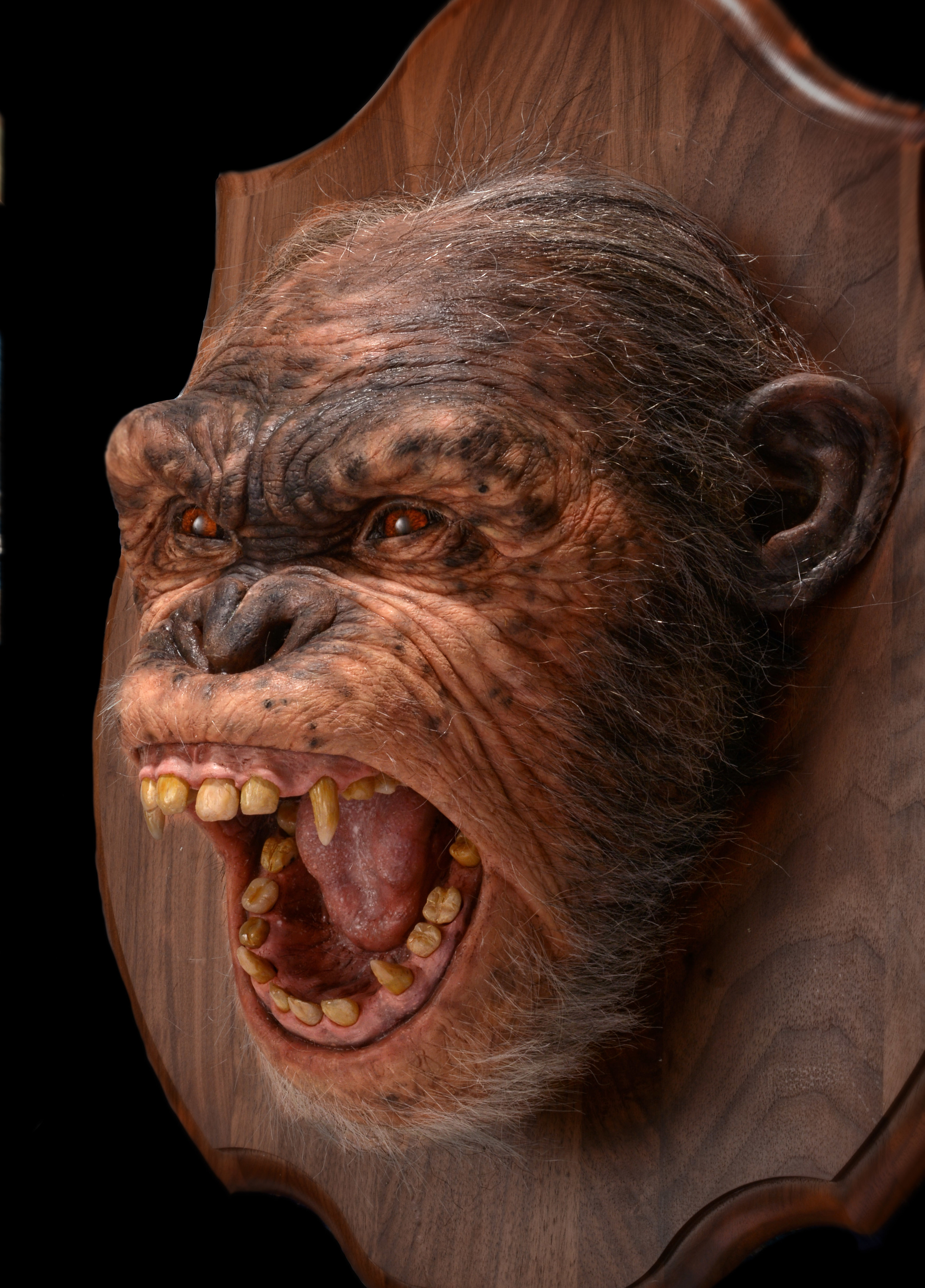 Old Chimpanzee.jpg