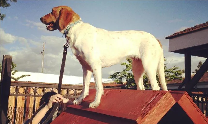 HAZEL PRIMAL CANINE DOG TRAINING.jpg