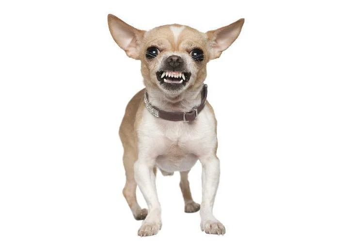 Chihuahua Working K9