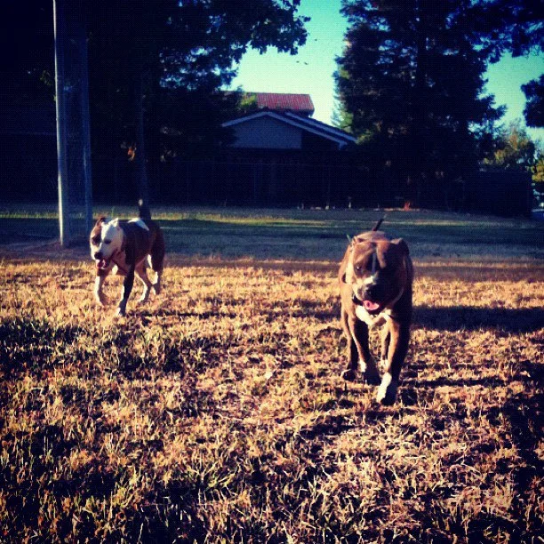 Recall Training w/Bear & Marilyn - Video