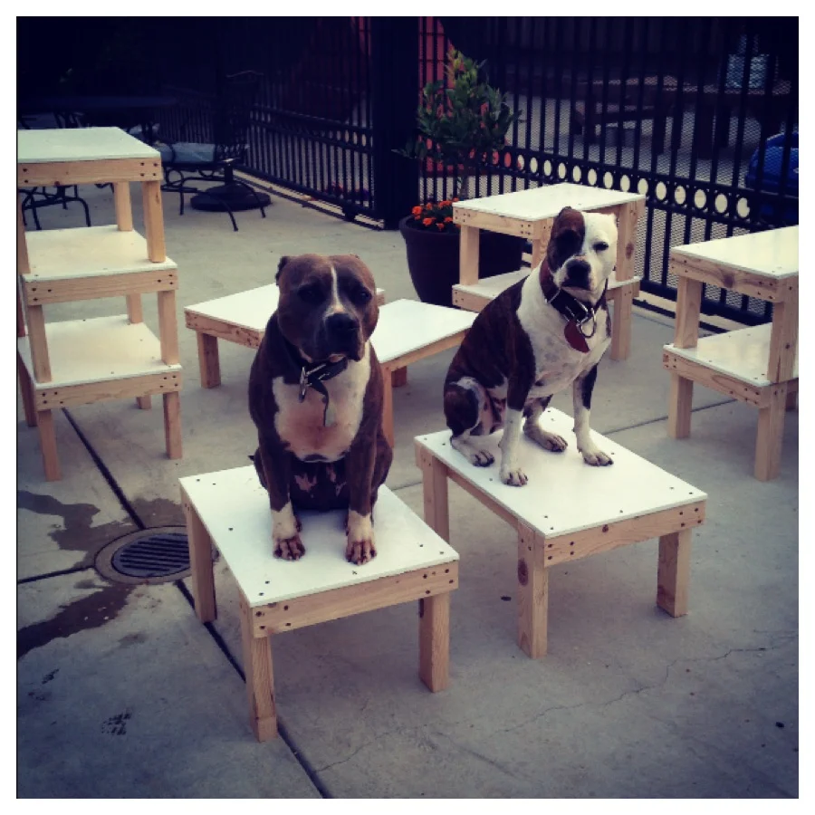 Primal Canine Stands Now Available!