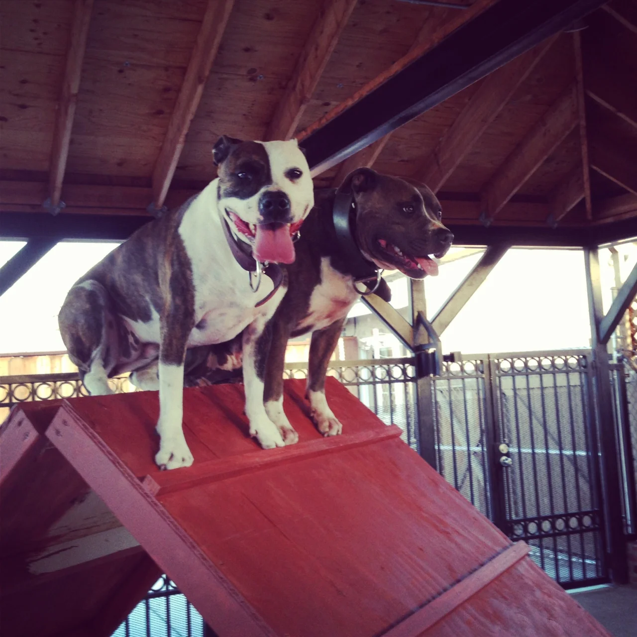 Agility + Obedience = Confident Dog