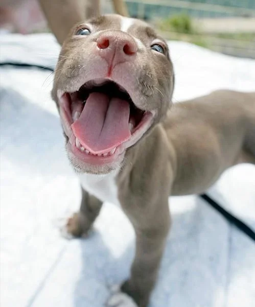 Pit Bulls: The Infographic 