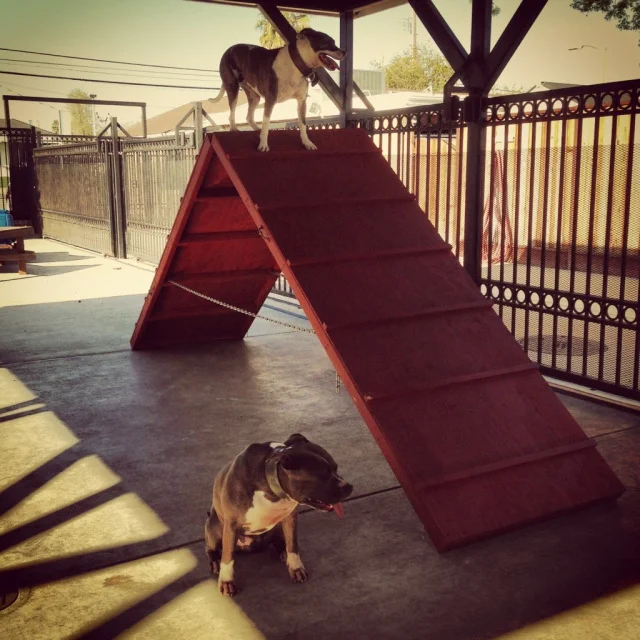 Dog Energy Levels & Fitness Tips