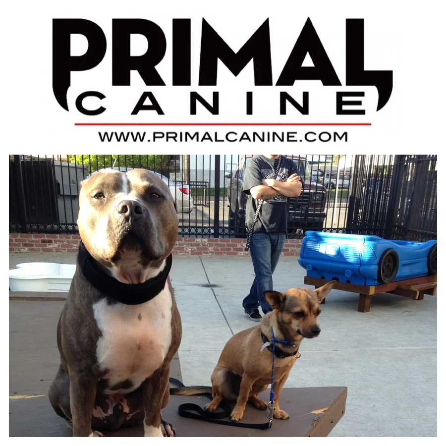 Socialization With Manners 