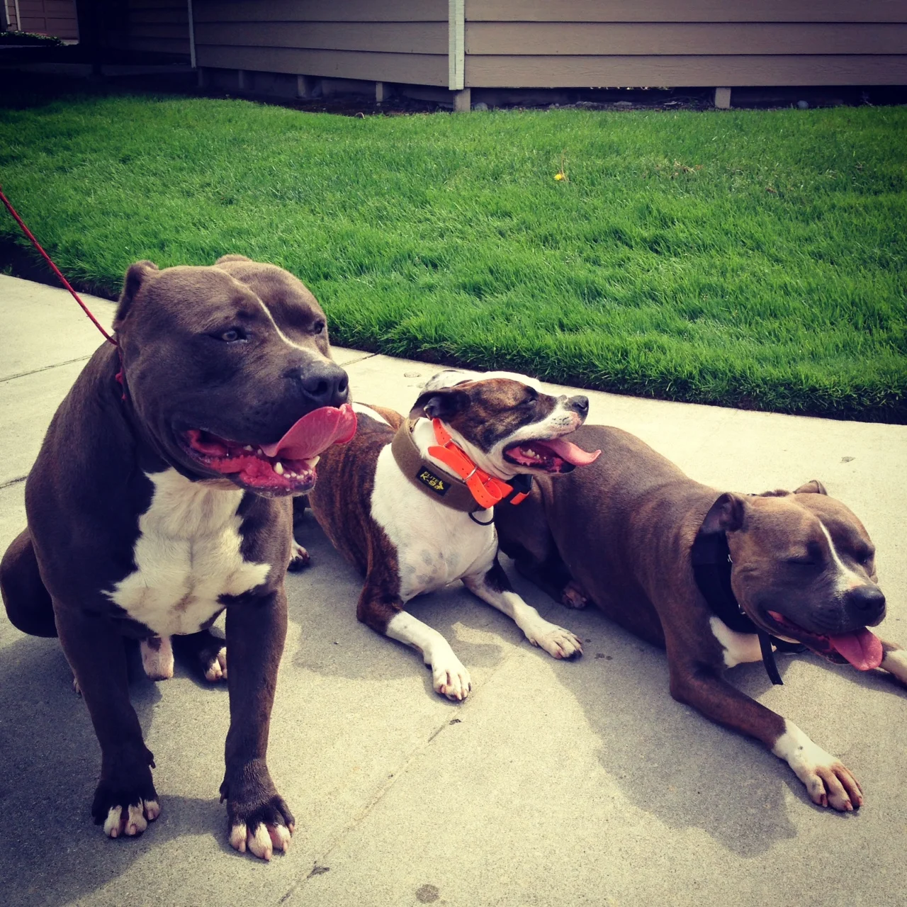 Adoptable Dog: God/Azul is now available