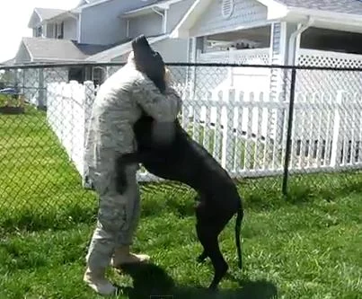 10 Heartwarming Ways Dogs Greet Their People