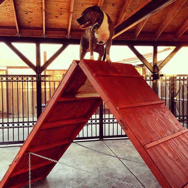 Introducing Agility To Your Dog - VIDEO